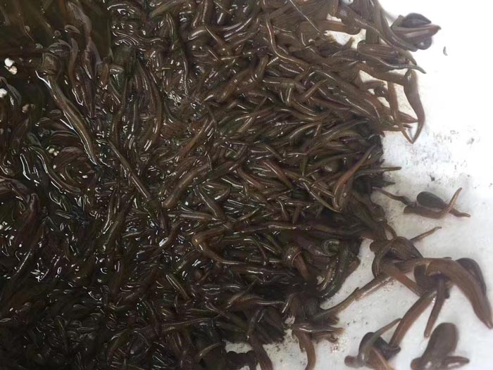 摇钱树娱乐幼苗