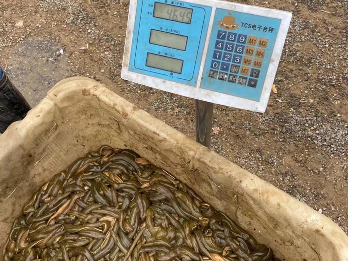 摇钱树娱乐幼苗
