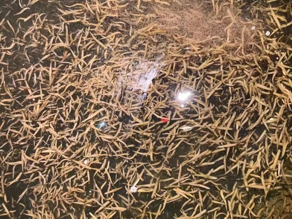 摇钱树娱乐卵茧