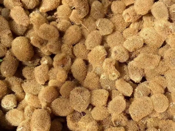 摇钱树娱乐卵茧