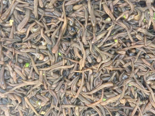 摇钱树娱乐卵茧