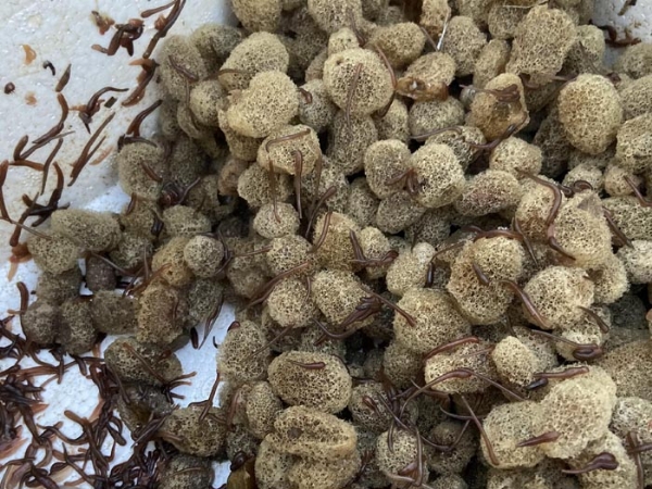 摇钱树娱乐卵茧