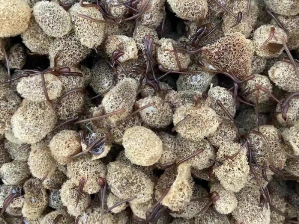摇钱树娱乐卵茧
