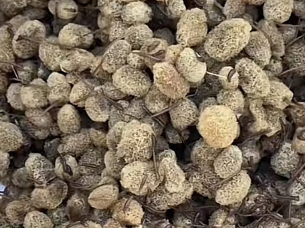 摇钱树娱乐卵茧