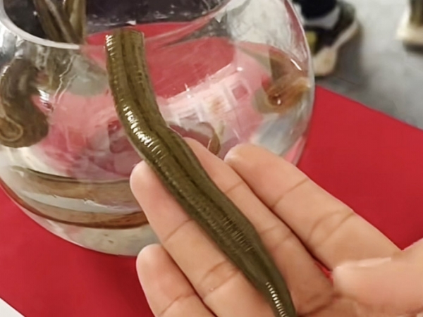 摇钱树娱乐成苗
