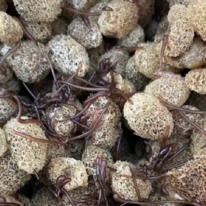 摇钱树娱乐卵茧