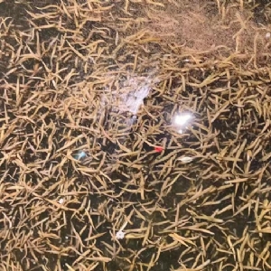 摇钱树娱乐卵茧