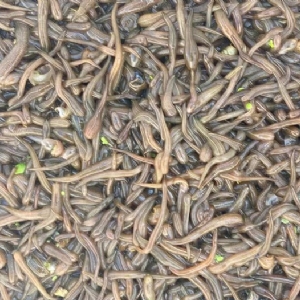 摇钱树娱乐卵茧