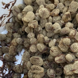 摇钱树娱乐卵茧