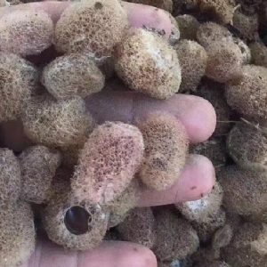 摇钱树娱乐卵茧