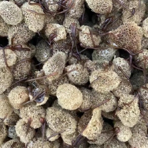 摇钱树娱乐卵茧