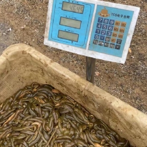 摇钱树娱乐幼苗