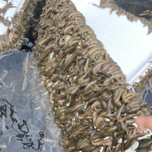 摇钱树娱乐成苗
