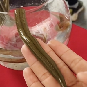 摇钱树娱乐成苗