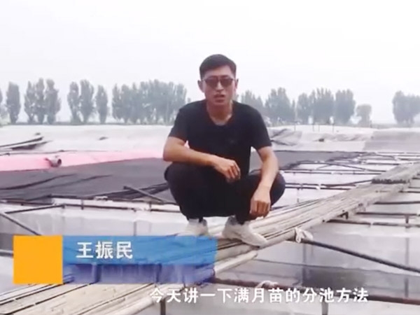 摇钱树娱乐满月苗的分池步骤