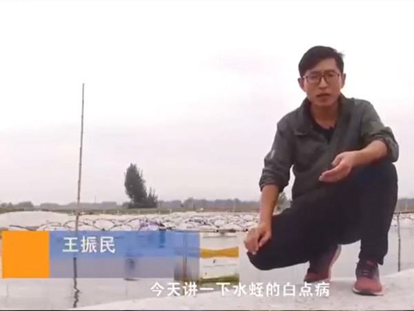 摇钱树娱乐白点病产生涯法规及防治步骤
