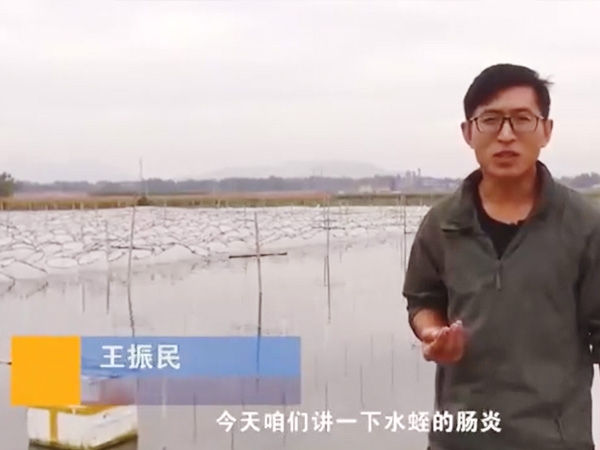 摇钱树娱乐胀气型肠炎产生法规及防治步骤