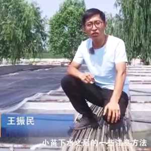摇钱树娱乐幼苗下水后确把稳和操作