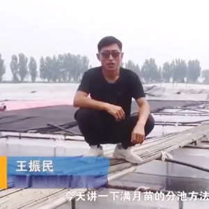 摇钱树娱乐满月苗的分池步骤