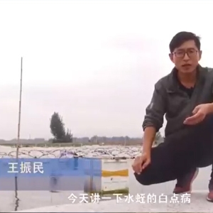 摇钱树娱乐白点病产生涯法规及防治步骤