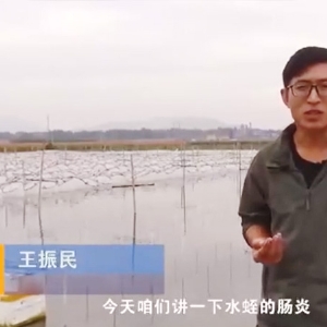 摇钱树娱乐胀气型肠炎产生法规及防治步骤